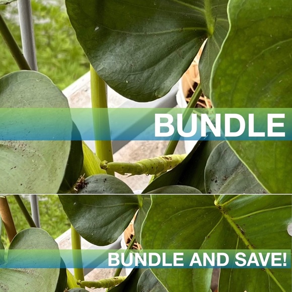 NWT Zara Brown Shorts with Belt. Size M - Picture 2 of 6